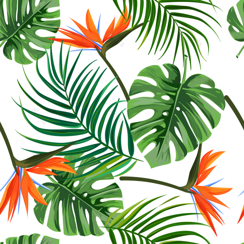 叶子图片,夏天元素,插画PNG,唯美免抠素材